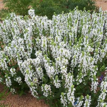 Шалфей Salvia nemorosa 'Sensation WhitePBR'